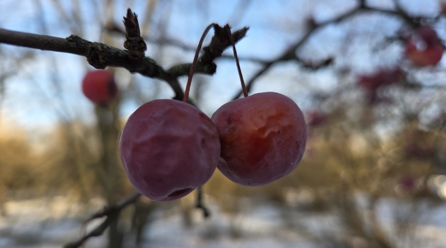 zimowe zdjęcie w trybie makro ze zbliżeniem na kwitnące owoce w sadzie